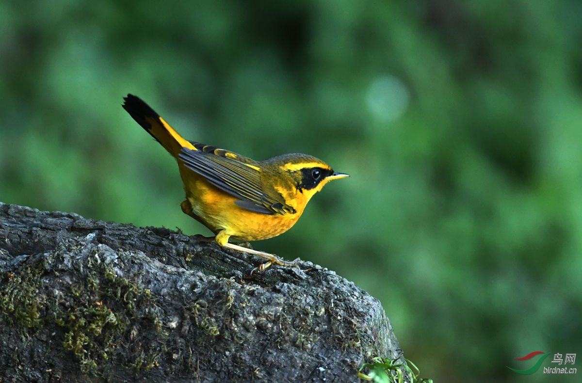 灵动的黄色小鸟