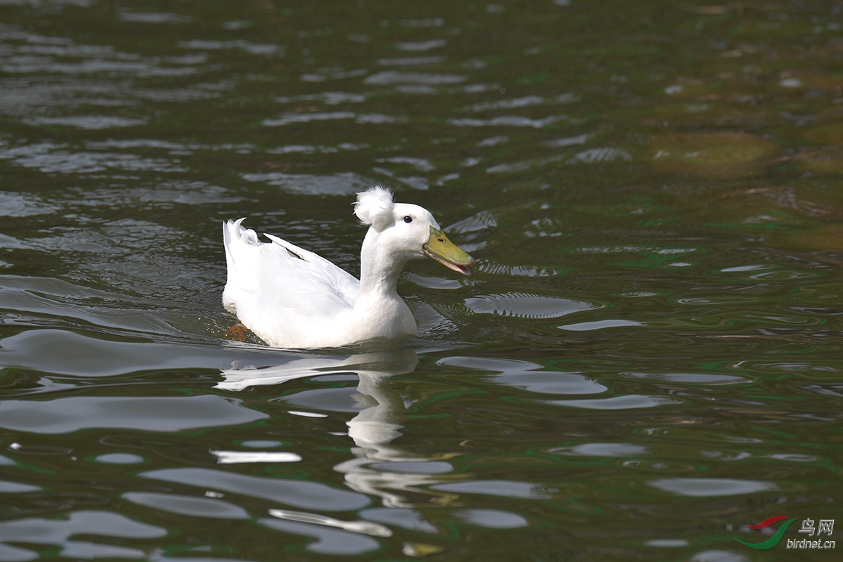 DSC_p2426.jpg