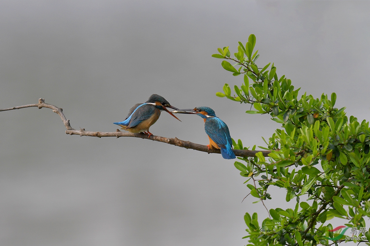 DSC_p3235.jpg