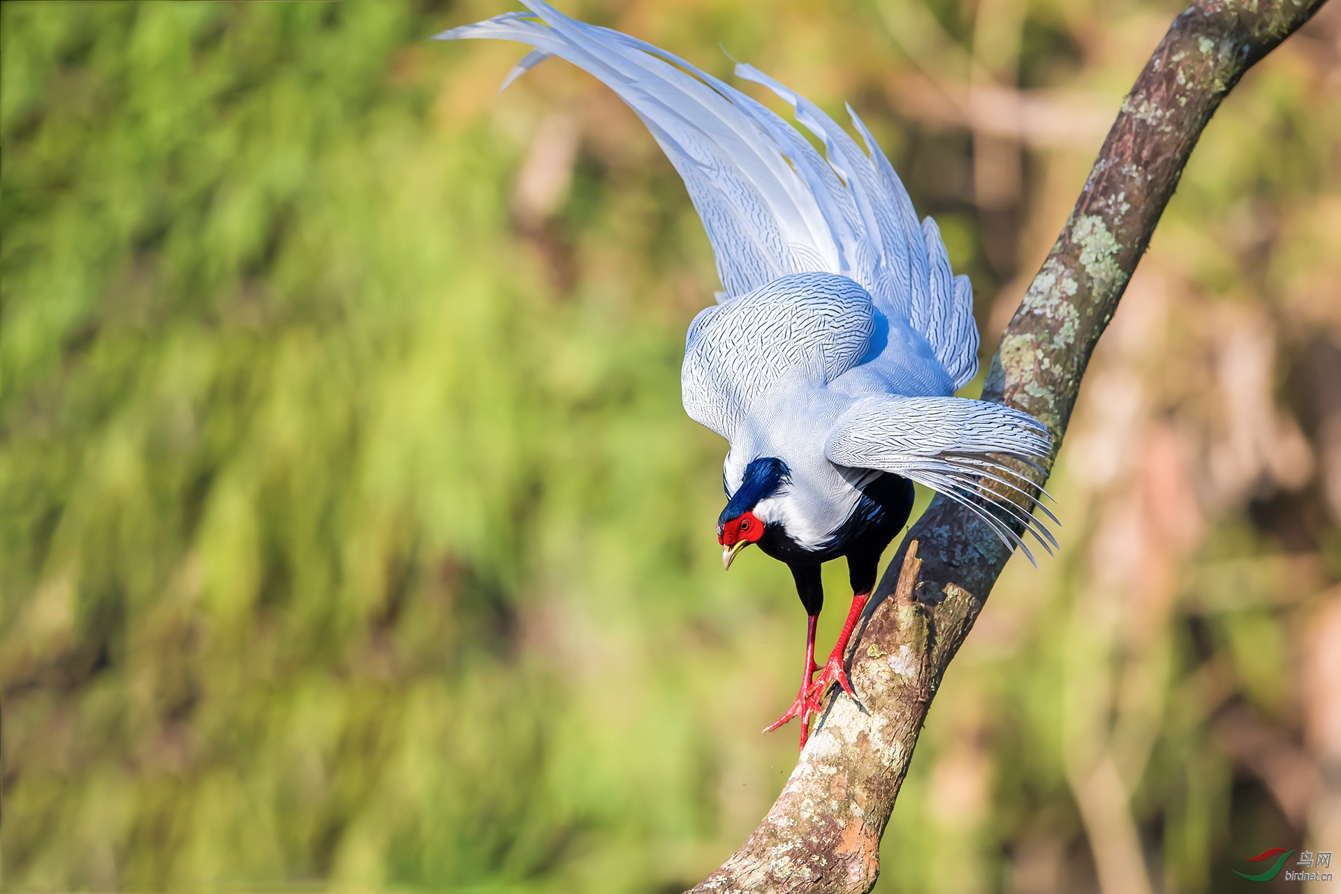 细说组图《白羽下凡》——许国强