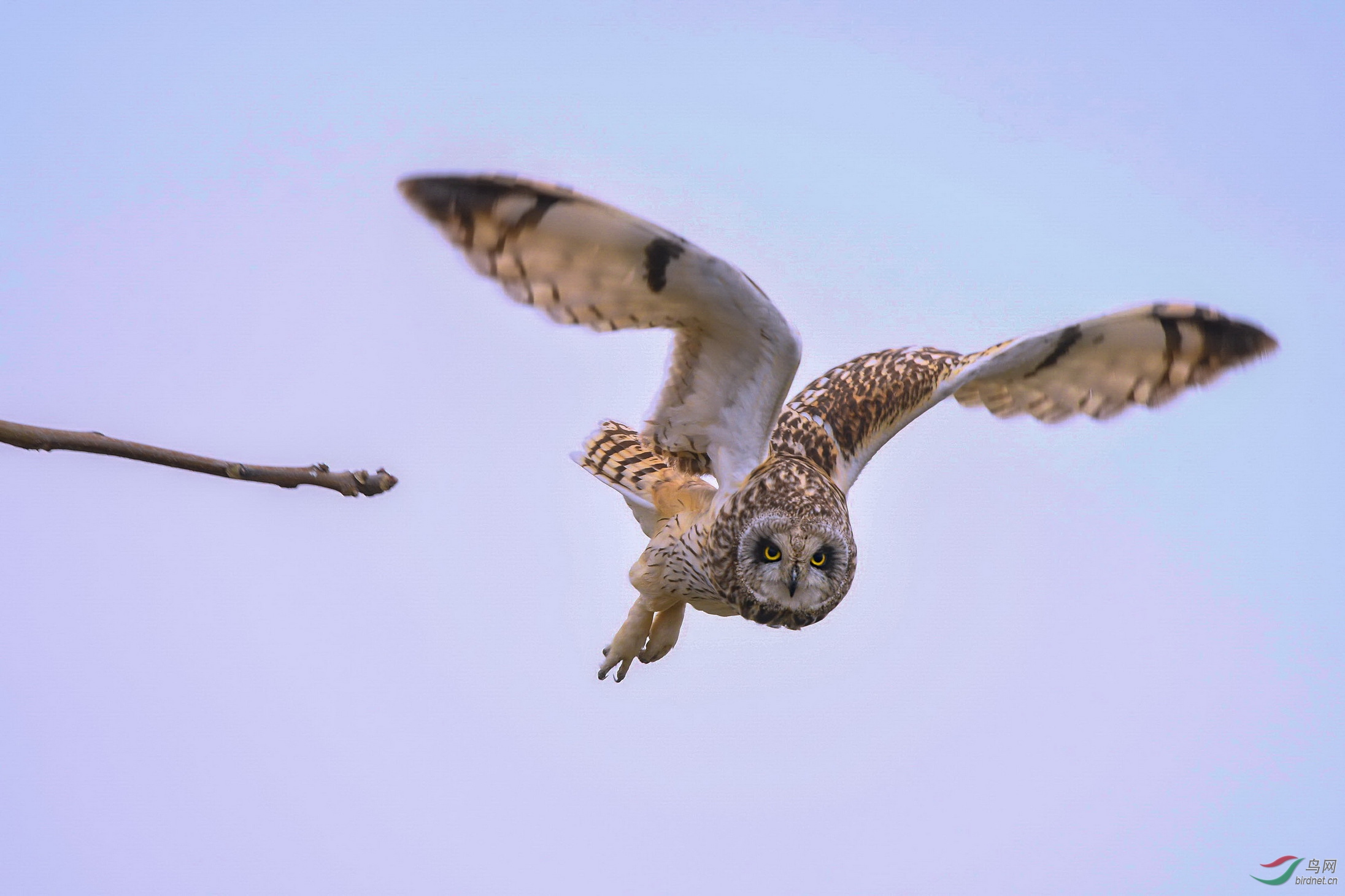 DSC_0042-1PS.jpg