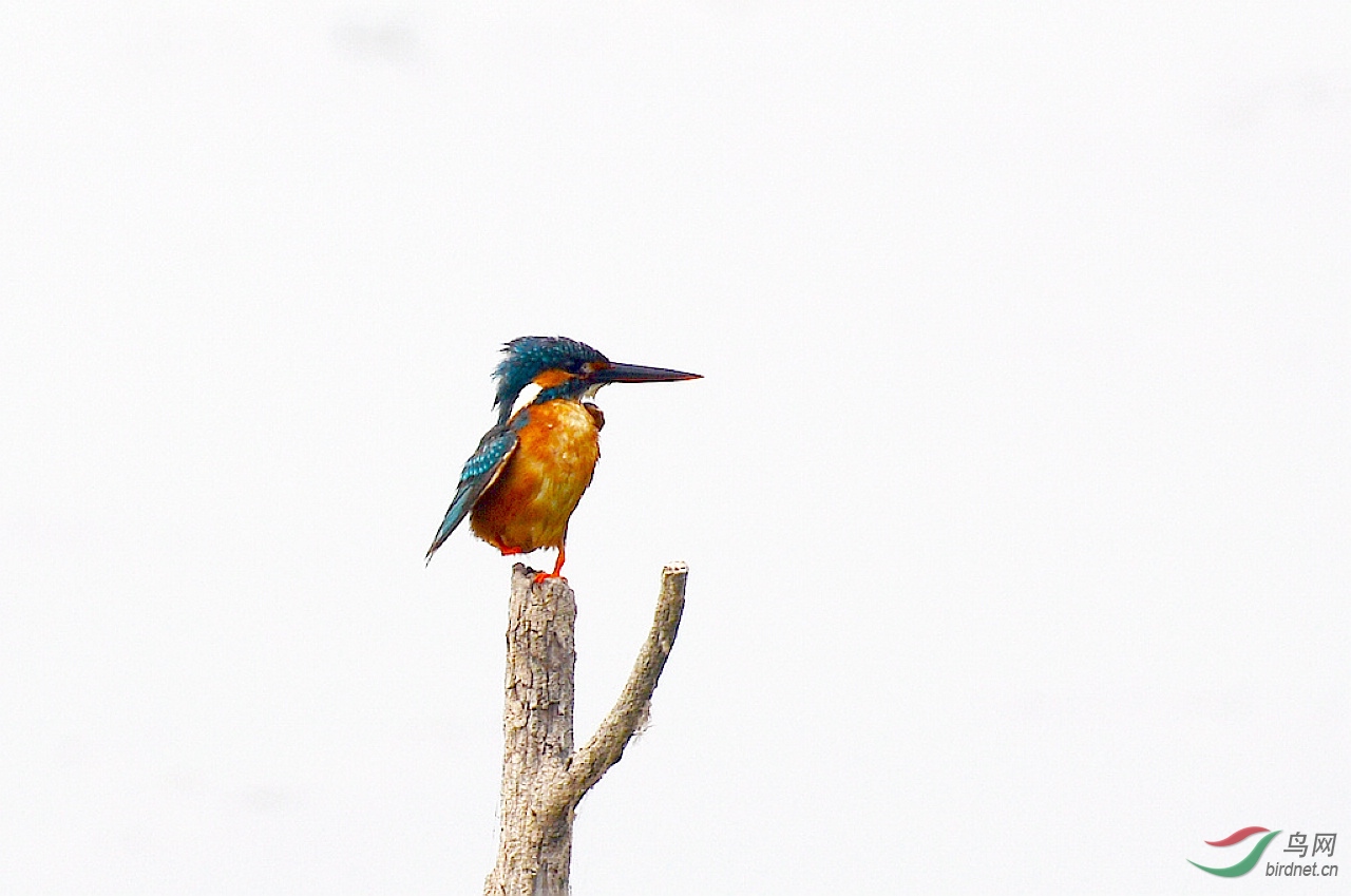 DSC_5868.JPG