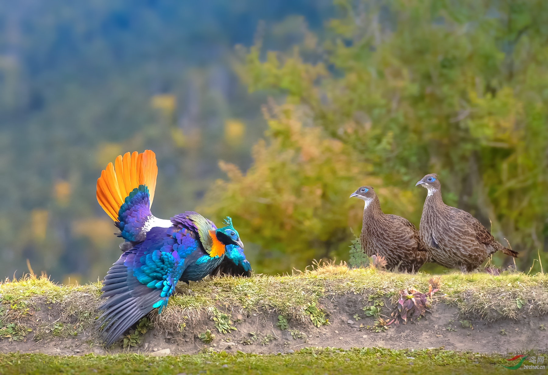 _WBO1219-W.jpg