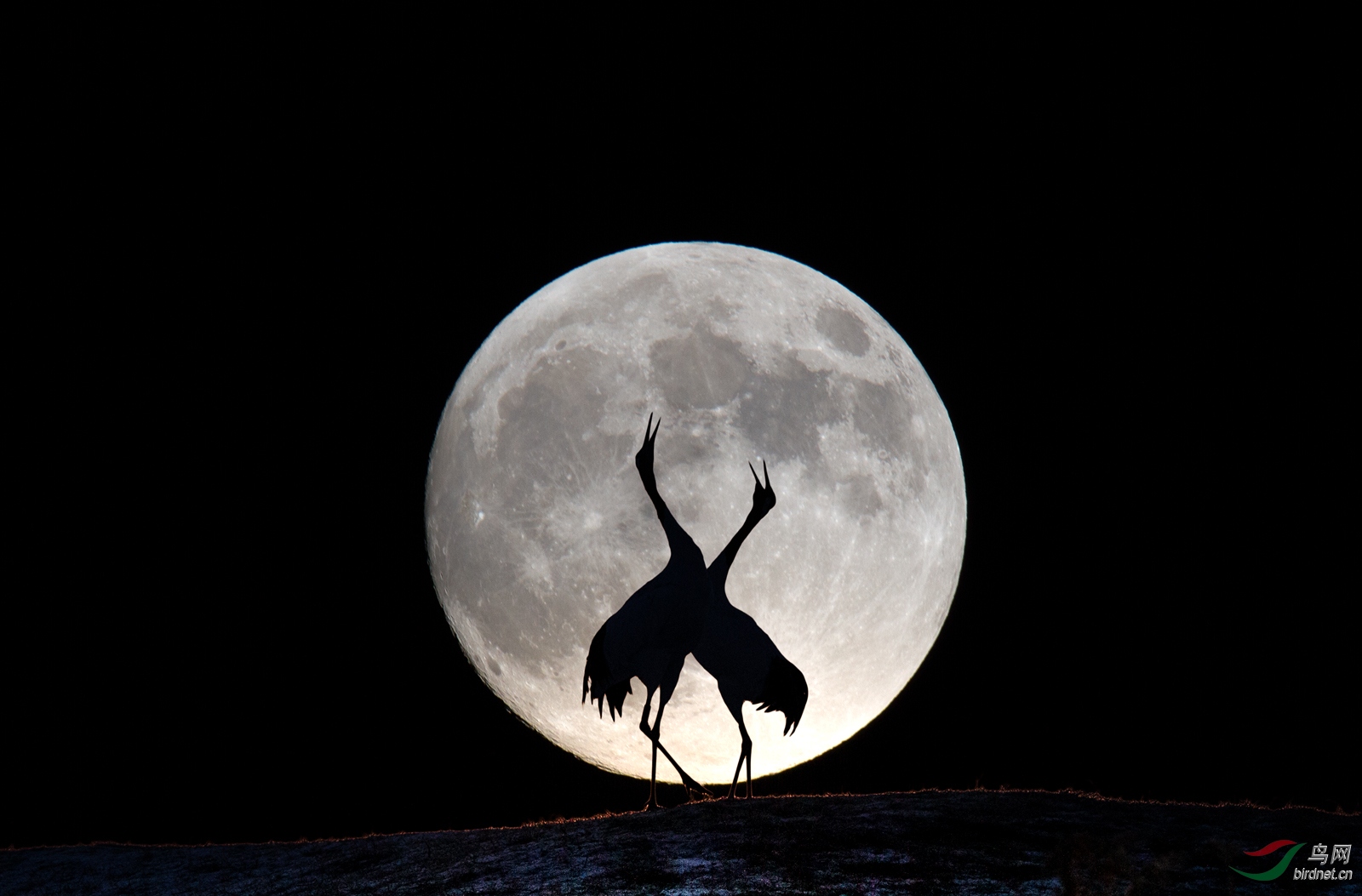 月光鹤影