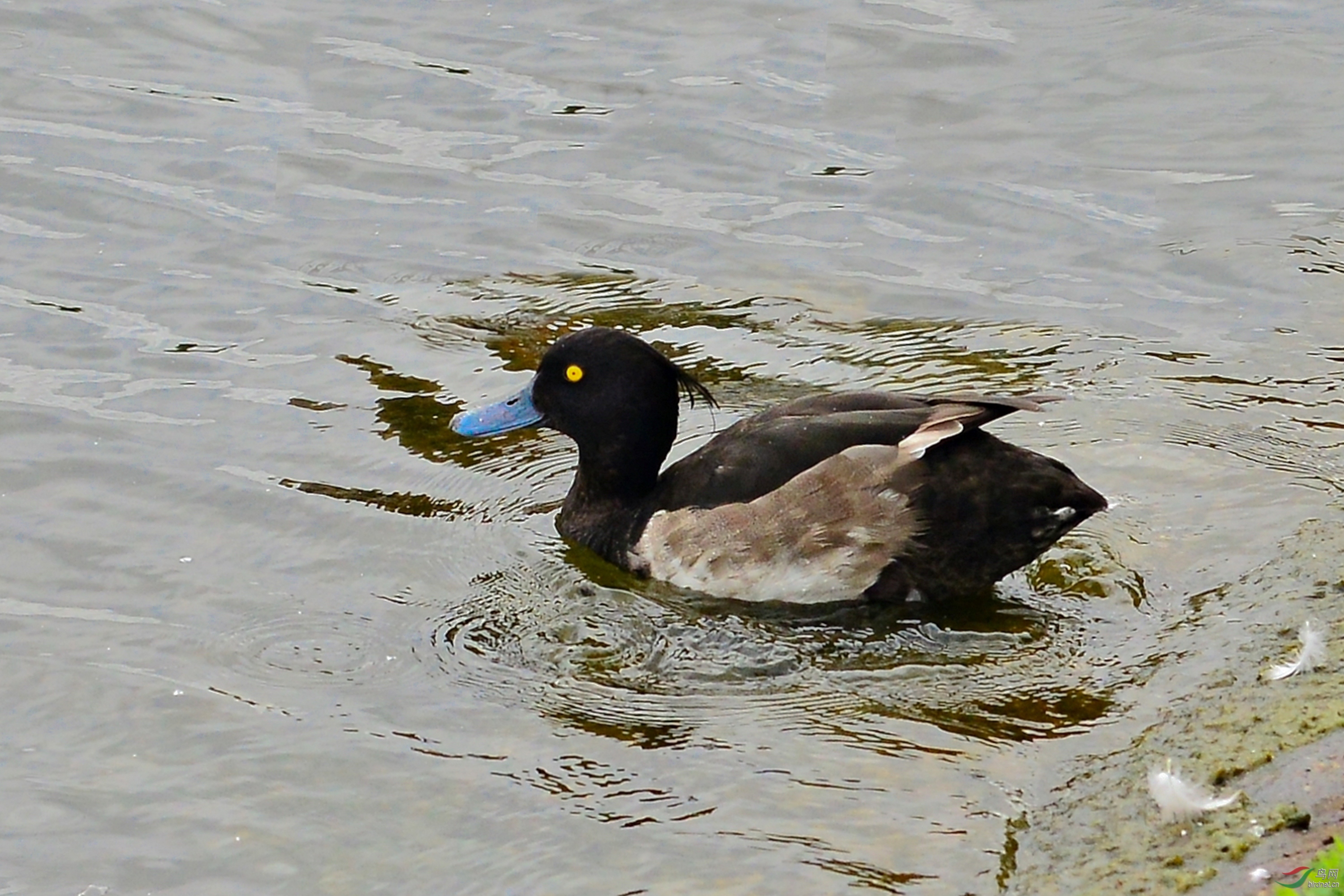2-DSC_1799-0_1.JPG