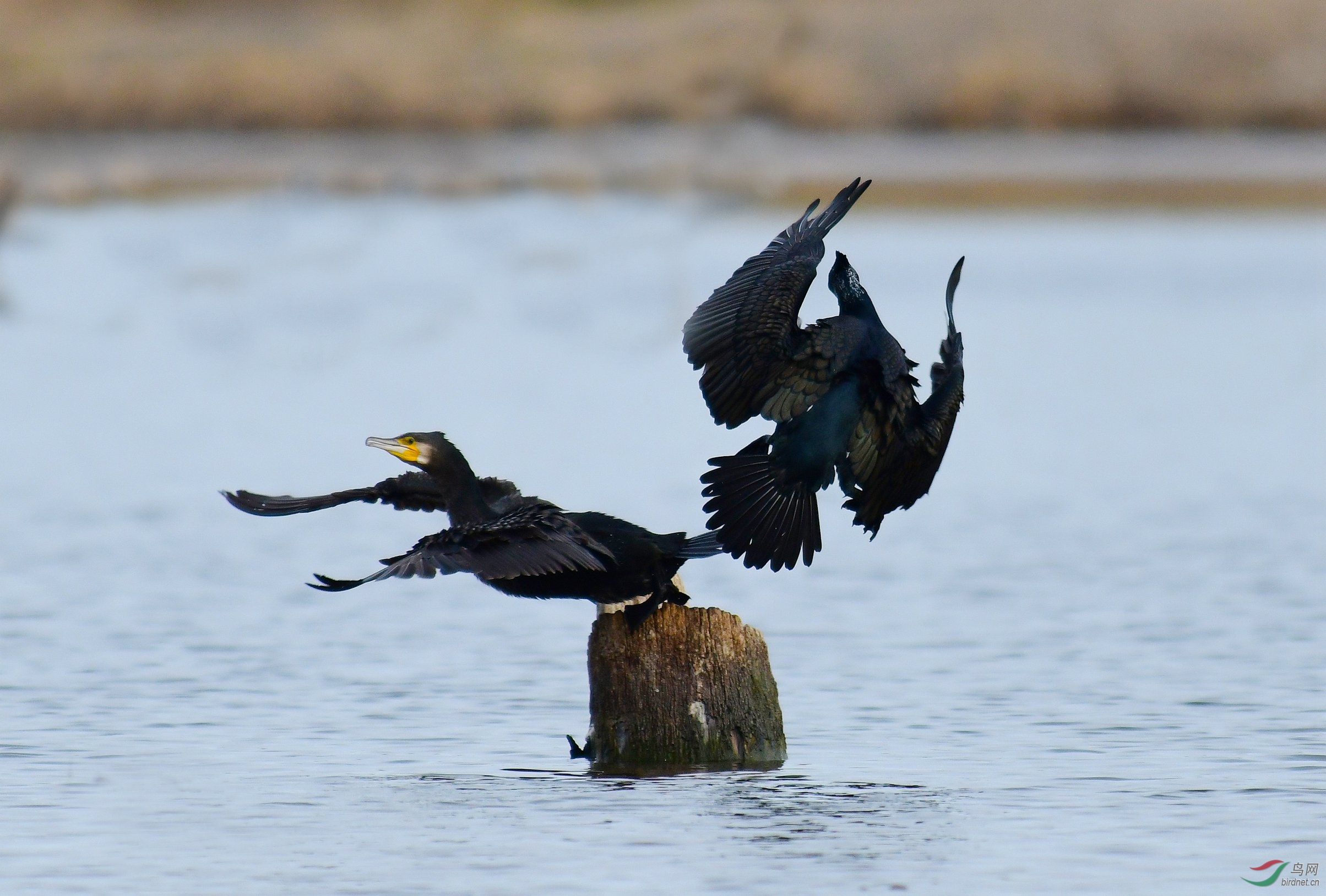 DSC_7198.JPG