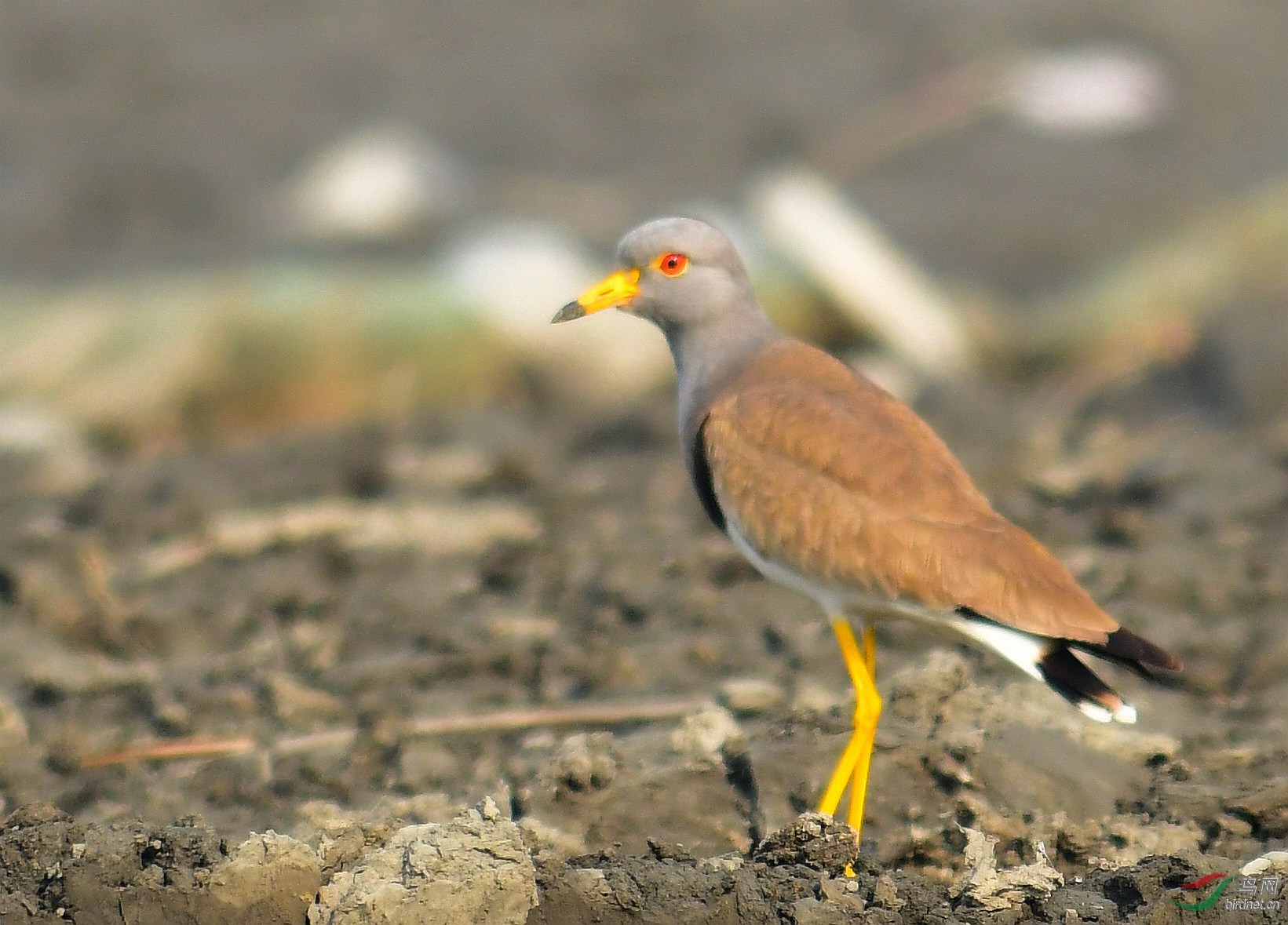 DSC_6746.JPG