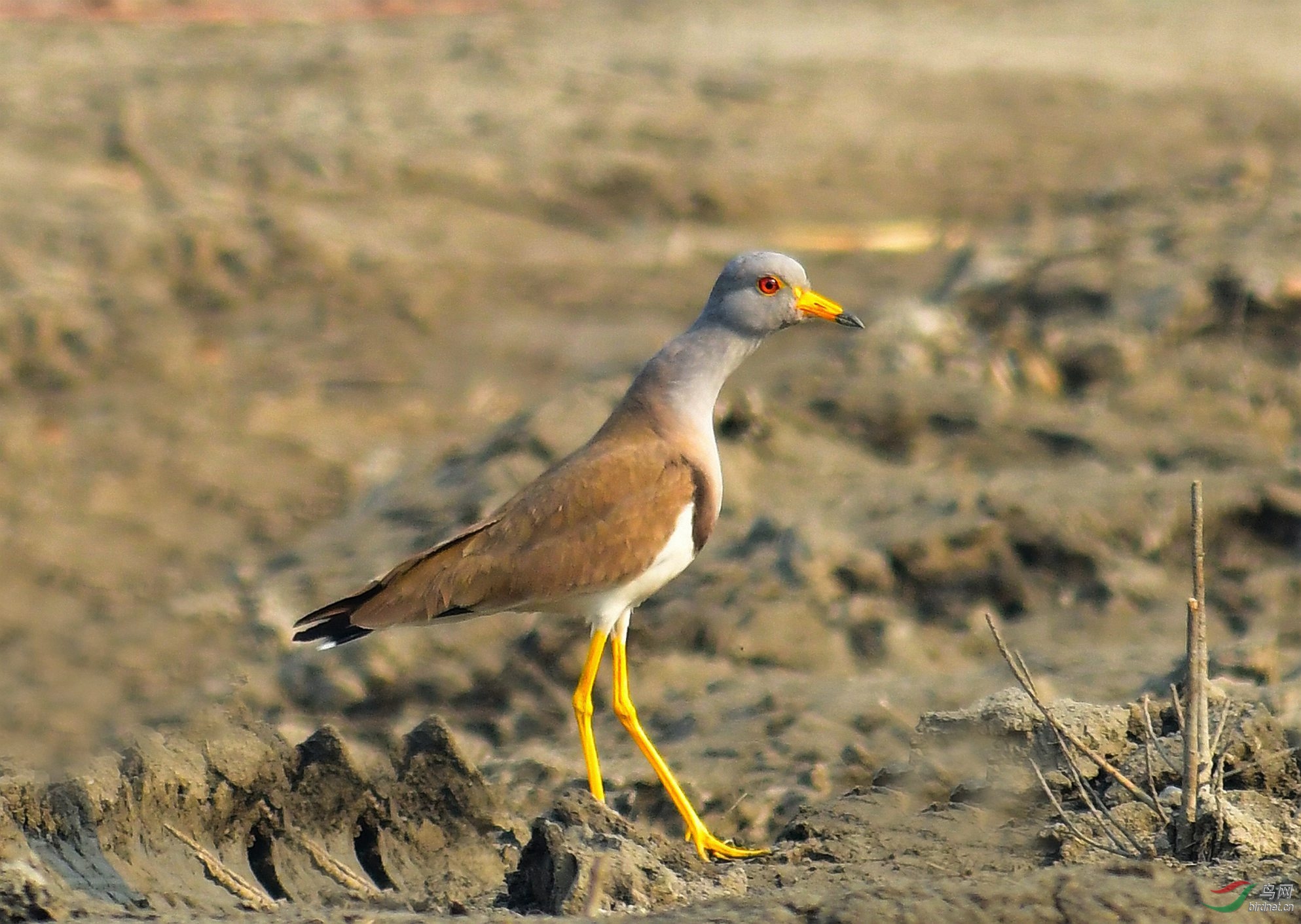 DSC_6758.JPG
