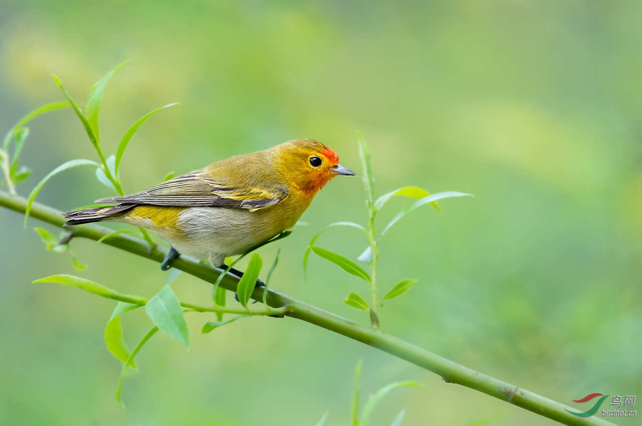 NL__0529-1.jpg