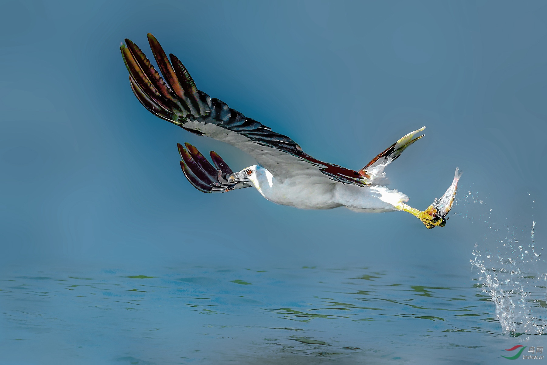 DSC_7795 (4)_����_����.jpg