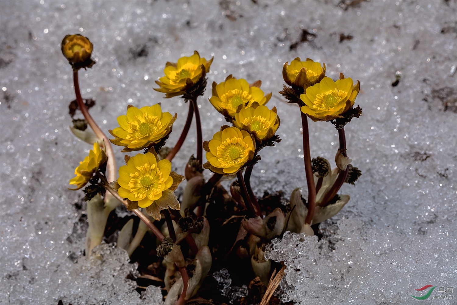 长白山下冰凌花