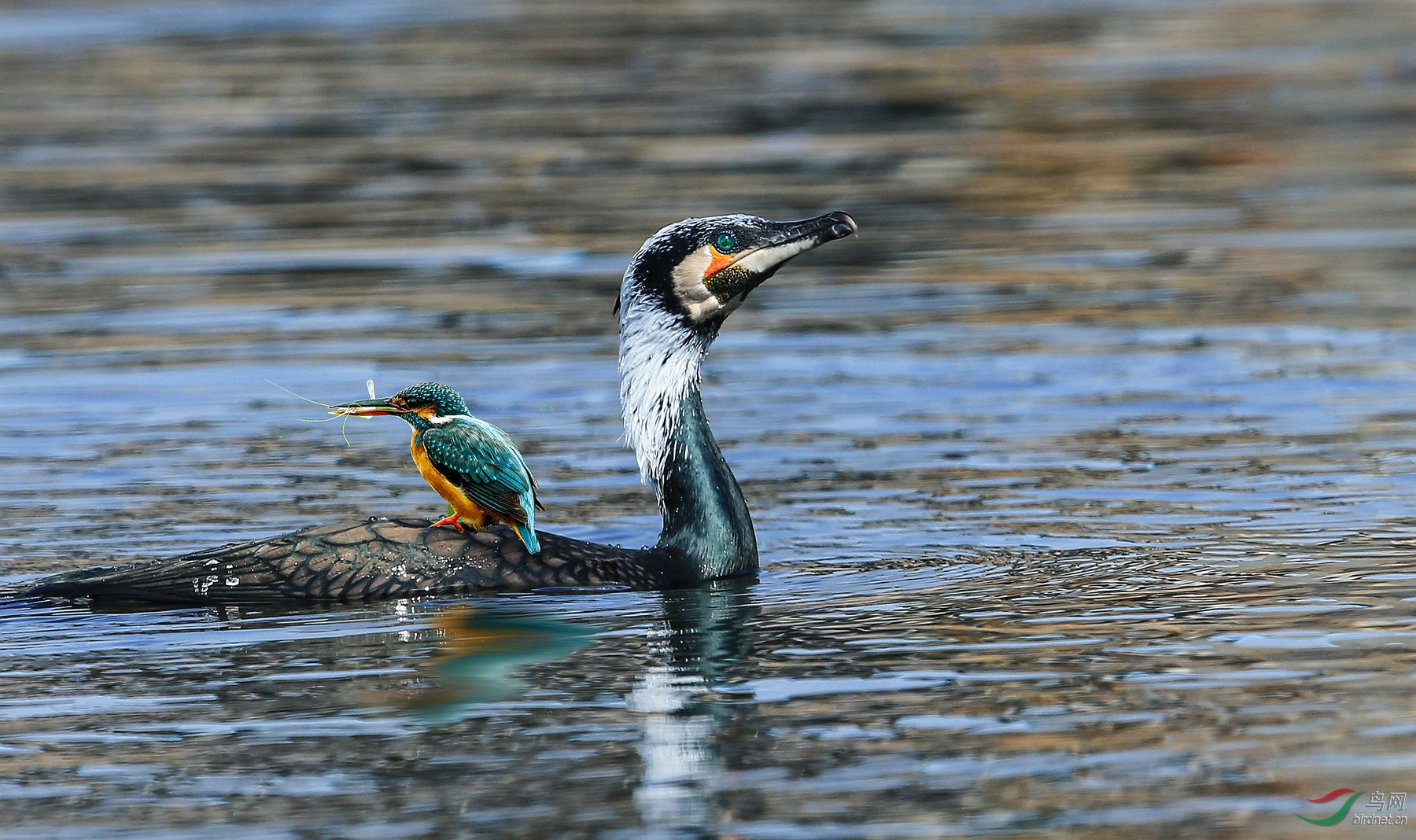 �������� (1).jpg