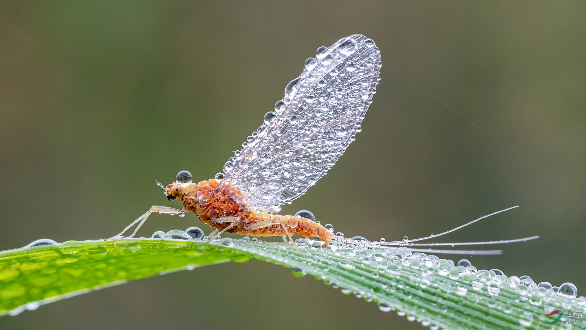 露水蜉蝣贺获首页精华