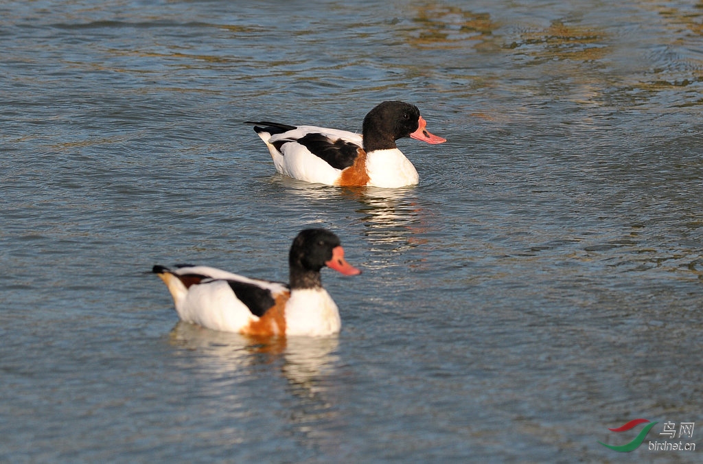 1DSC_0151  1.jpg