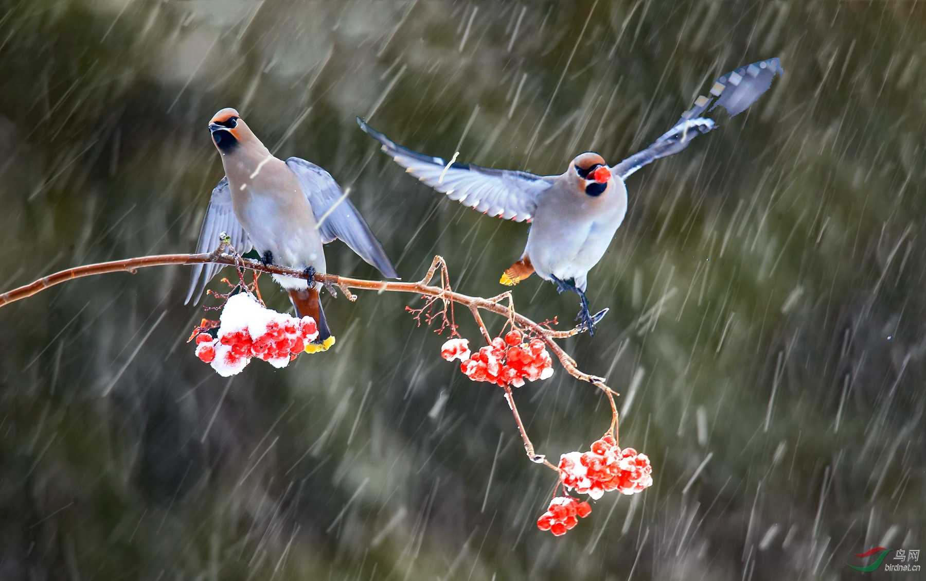 大雪中的太平鸟