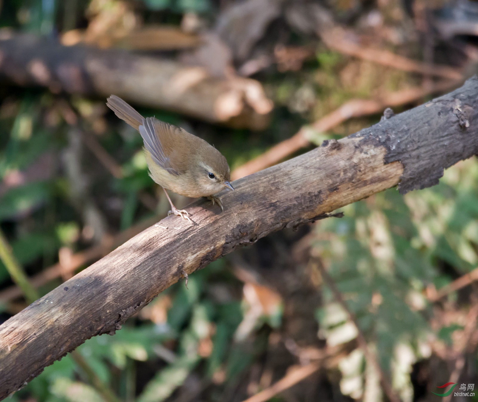 DSC_6654.jpg