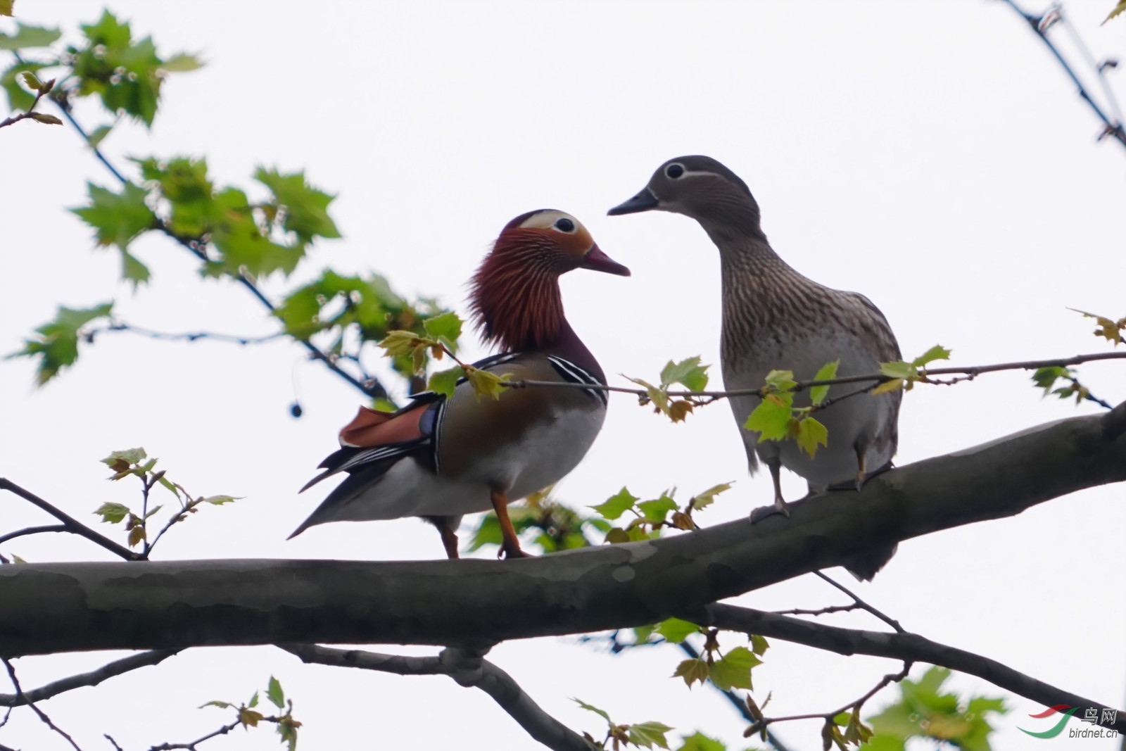 鸳鸯梧桐树上秀恩爱