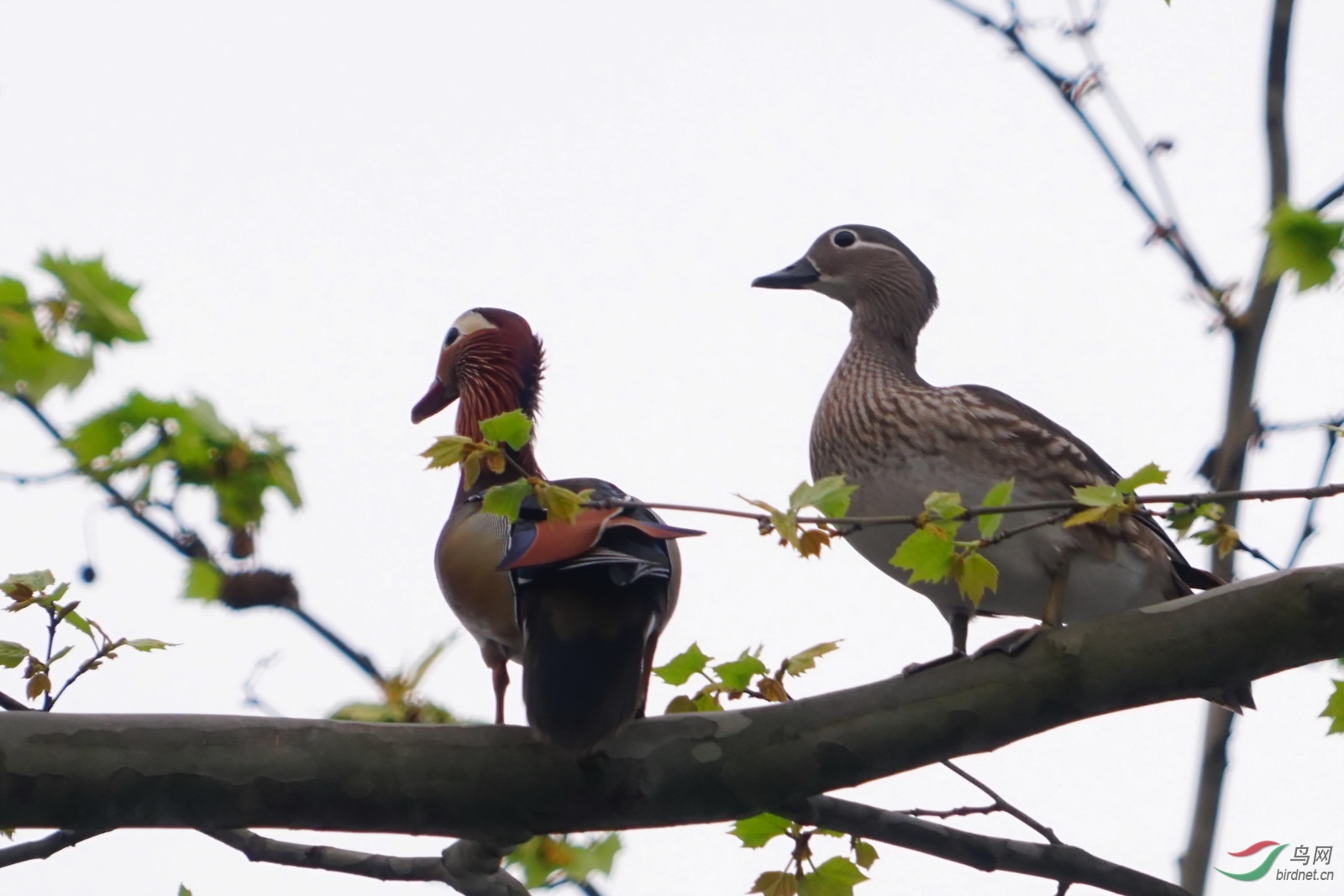 鸳鸯梧桐树上秀恩爱
