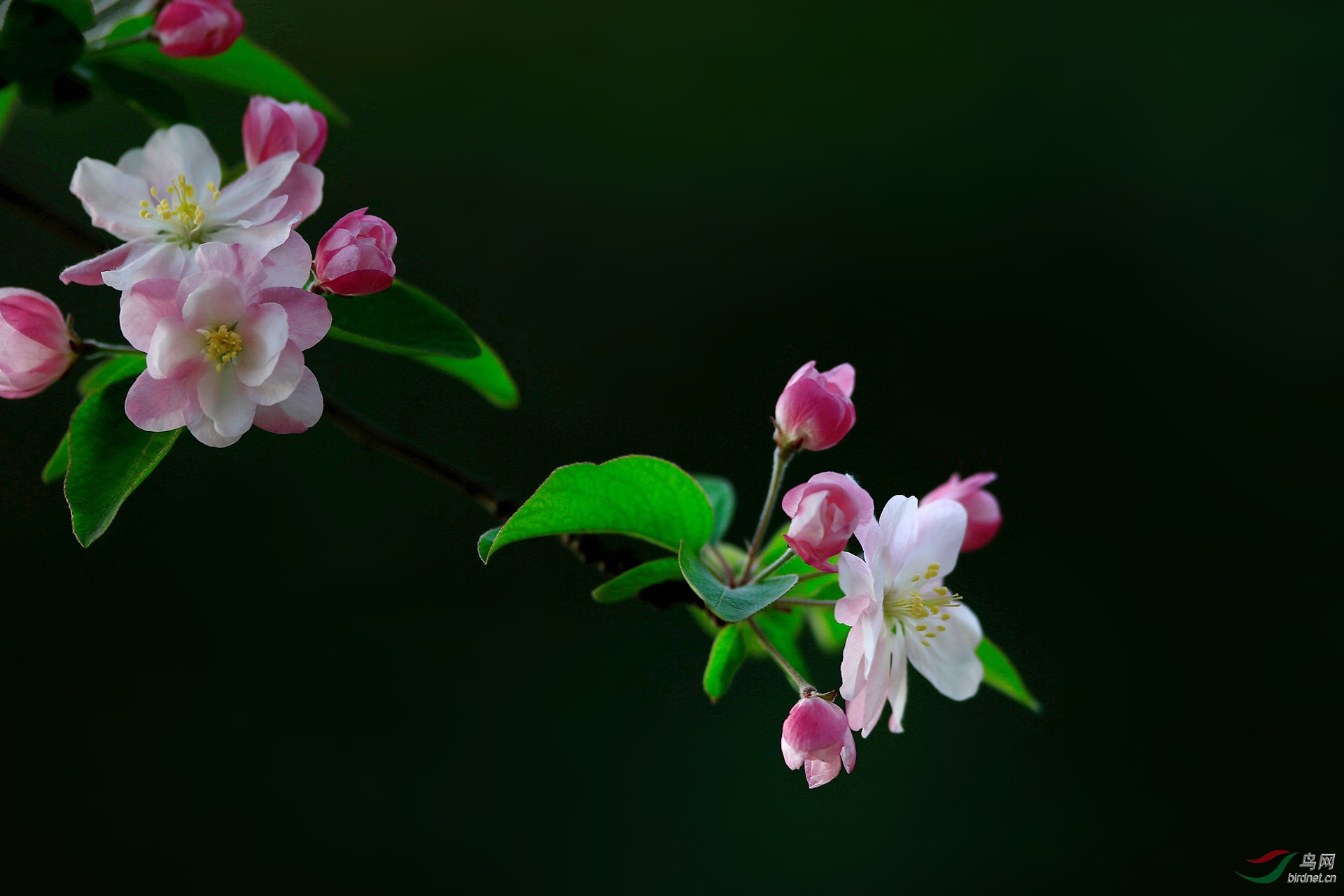 西府海棠花