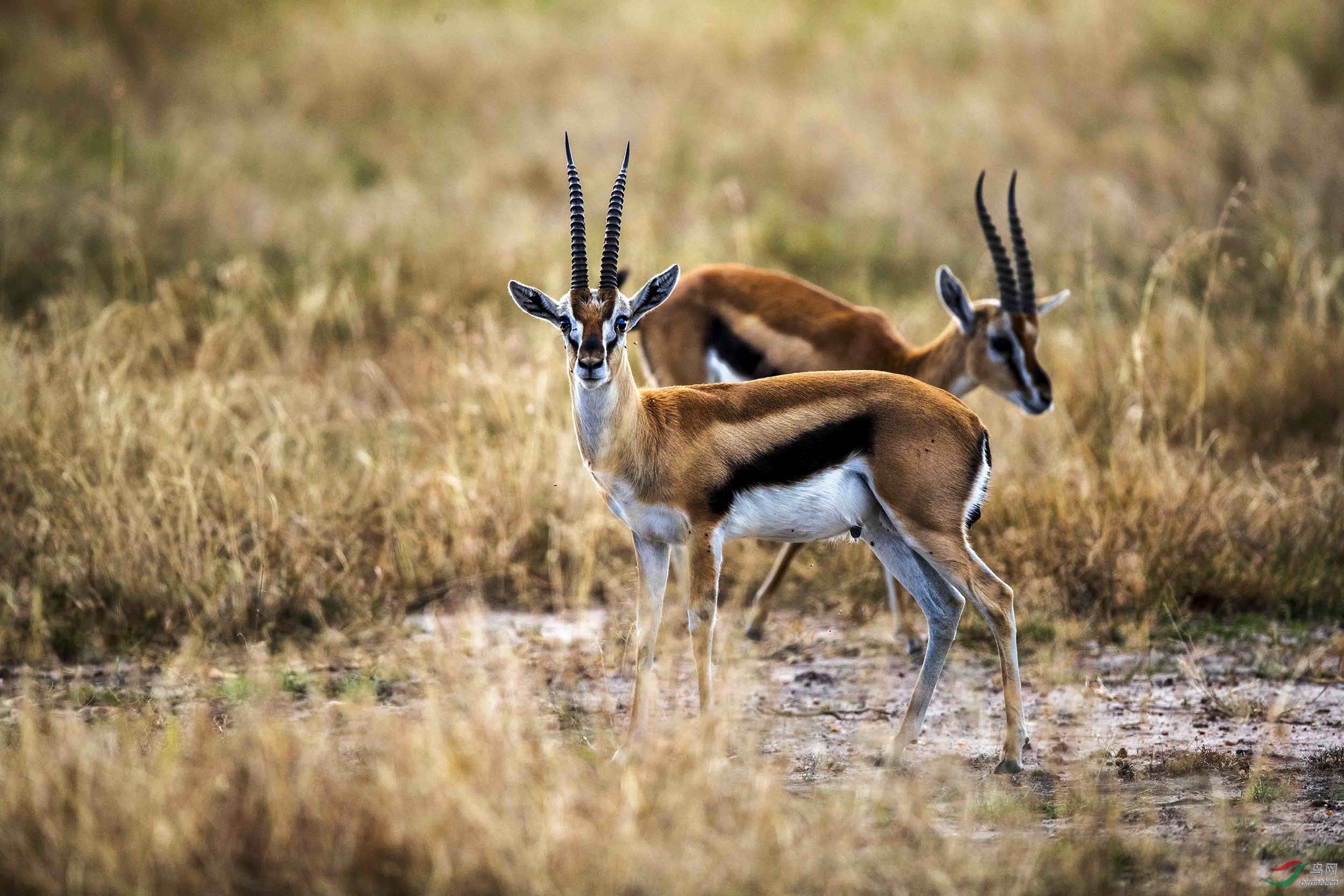 警惕的非洲汤氏瞪羚