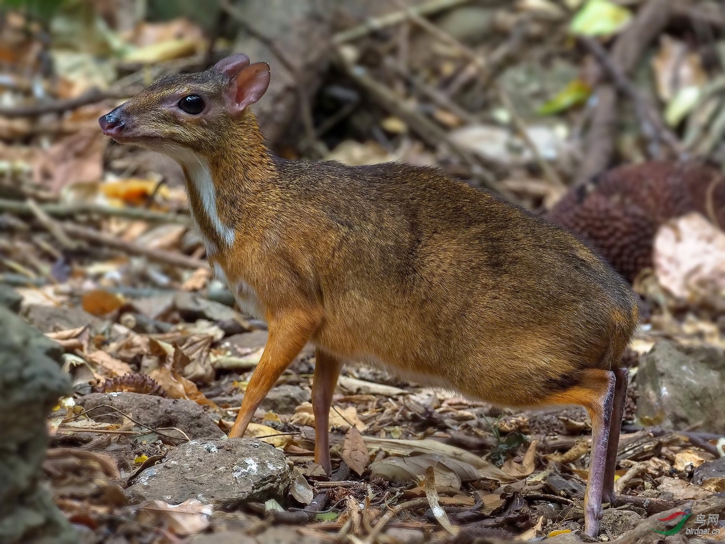 撞上枪口没有退路小鼷鹿