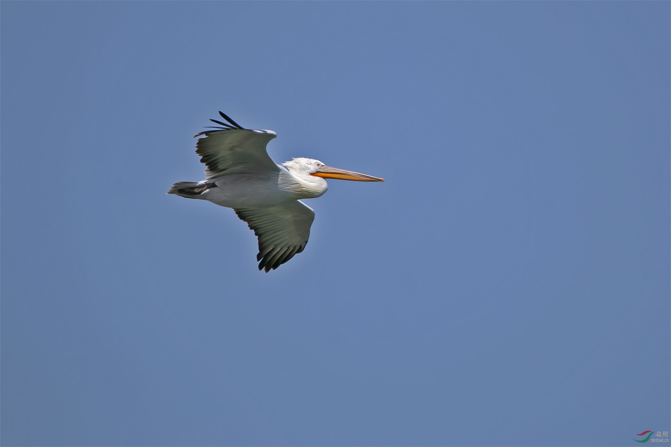 IMG_7233.jpg