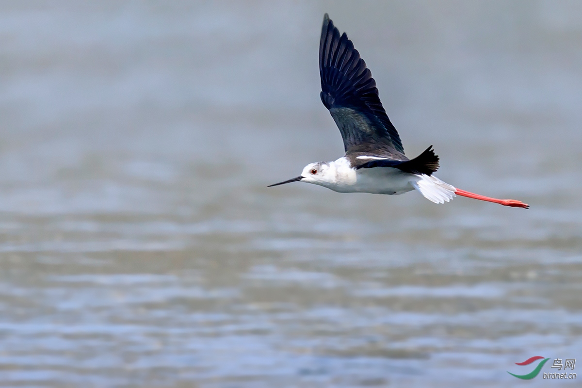 单飞(黑翅长脚鹬)