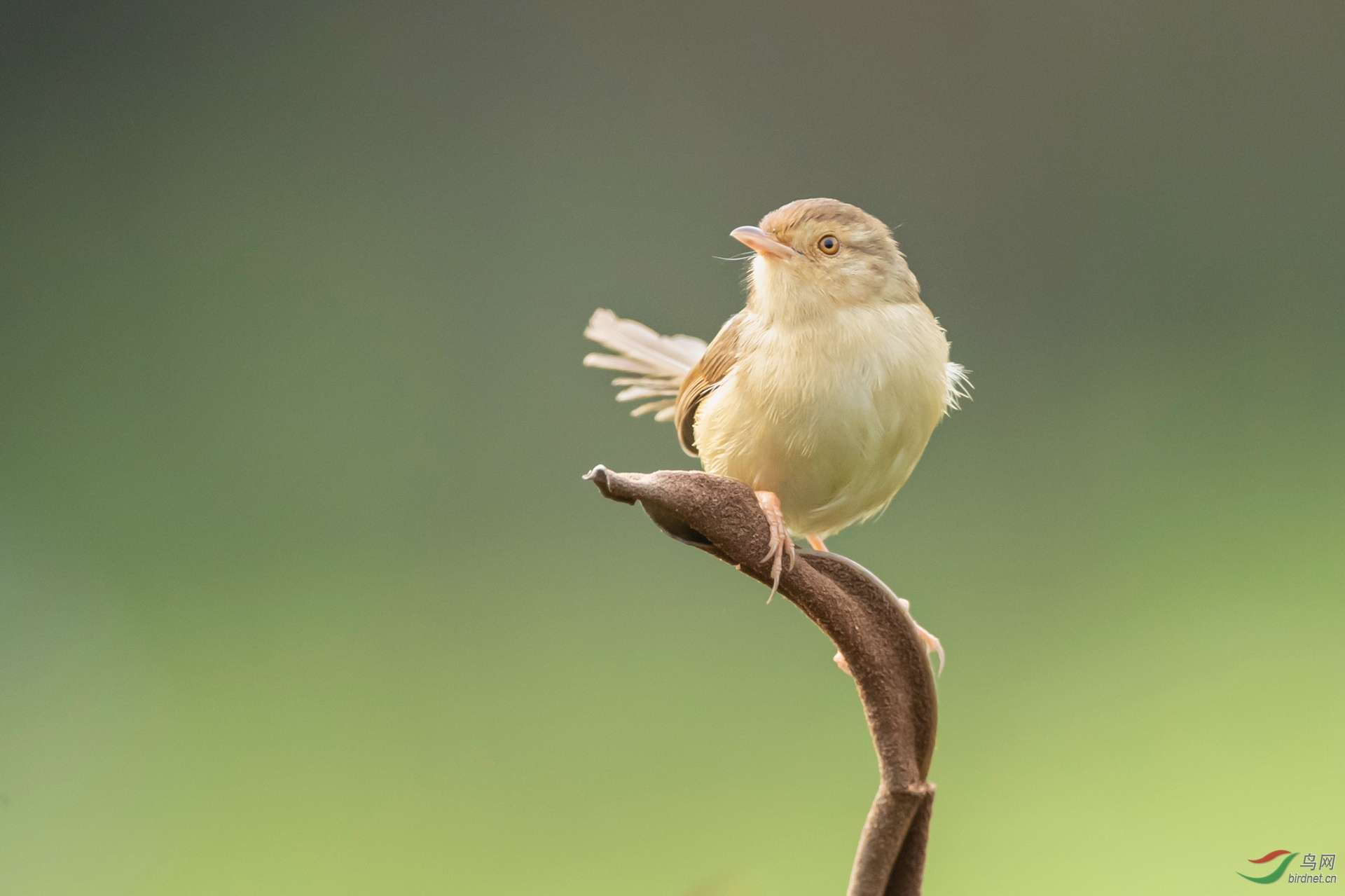 普通小鸟的最新拍摄