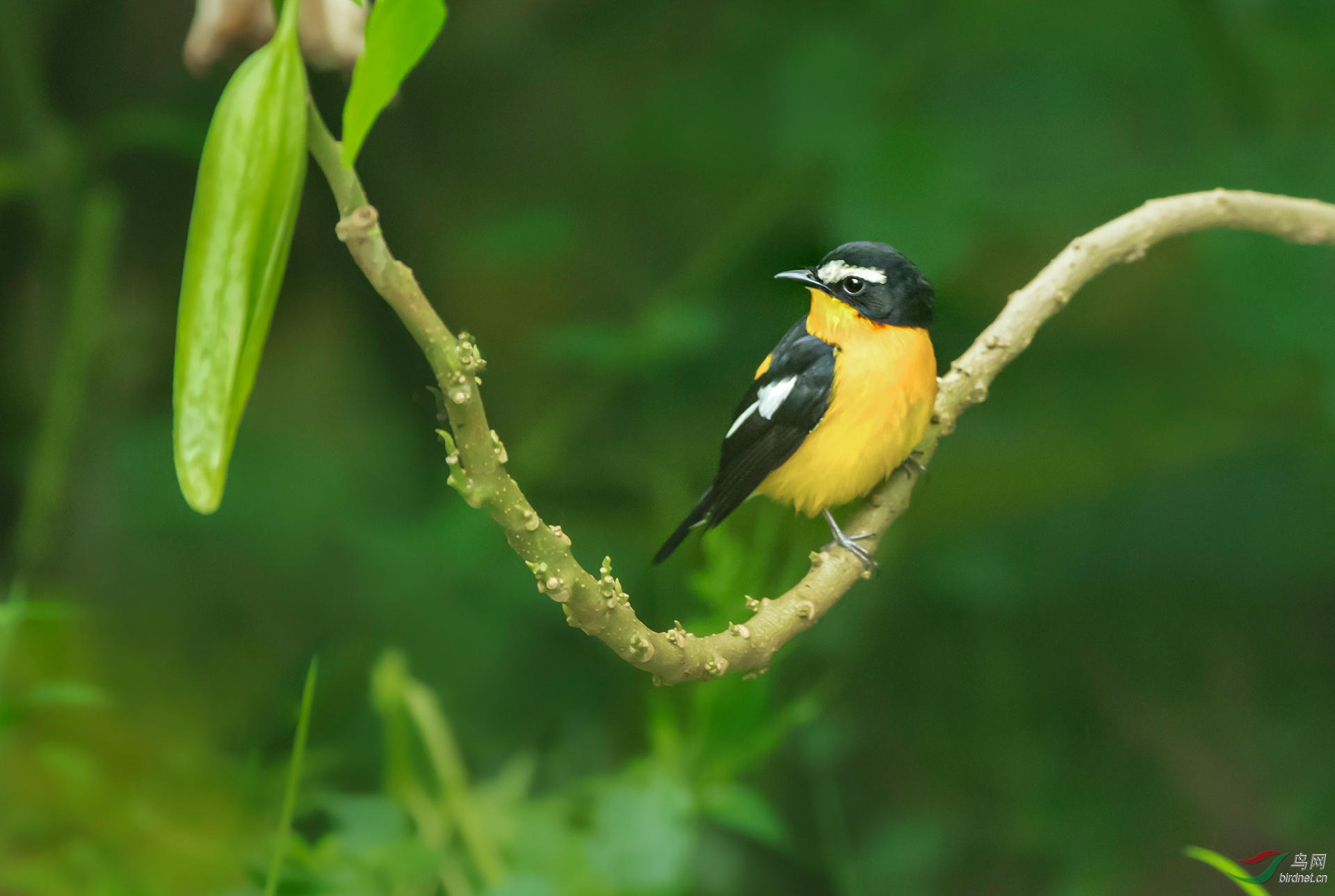 普通小鸟的最新拍摄