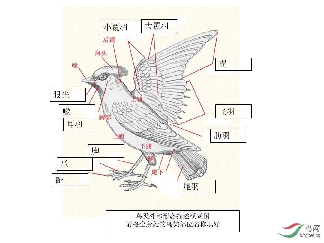 鸟类各部位专有名词图