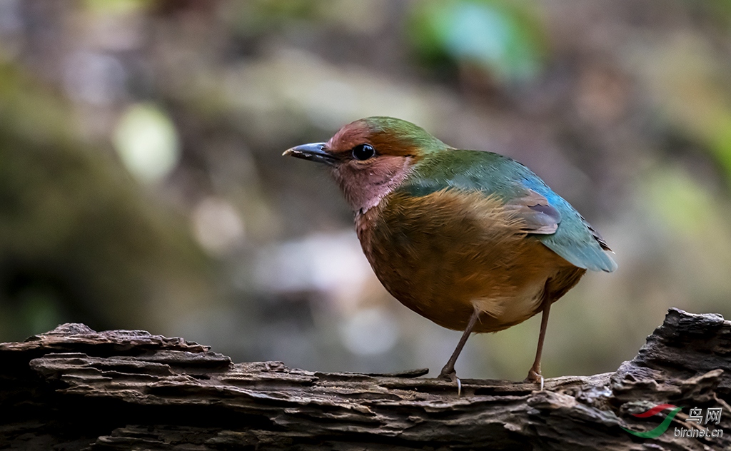 DSC_6445-0.jpg