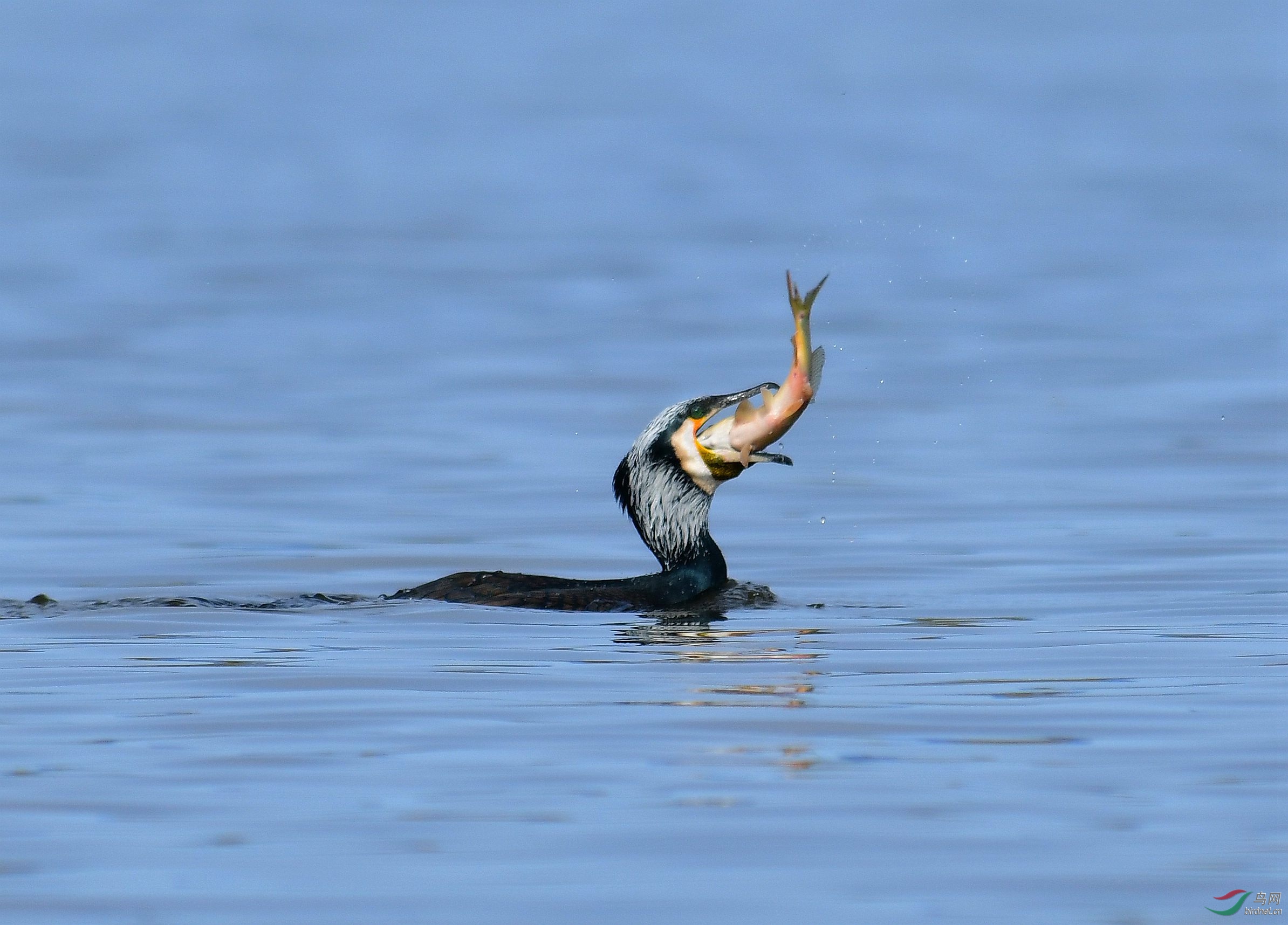 DSC_7514.JPG