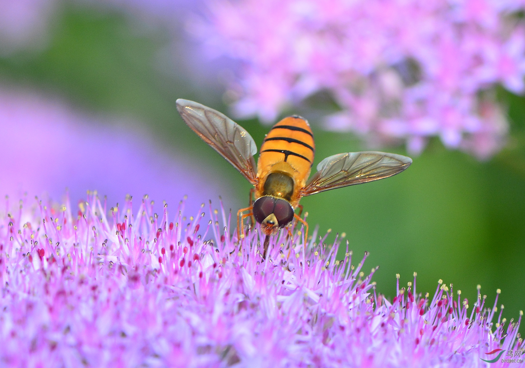 ������Ӱ 3005����.jpg