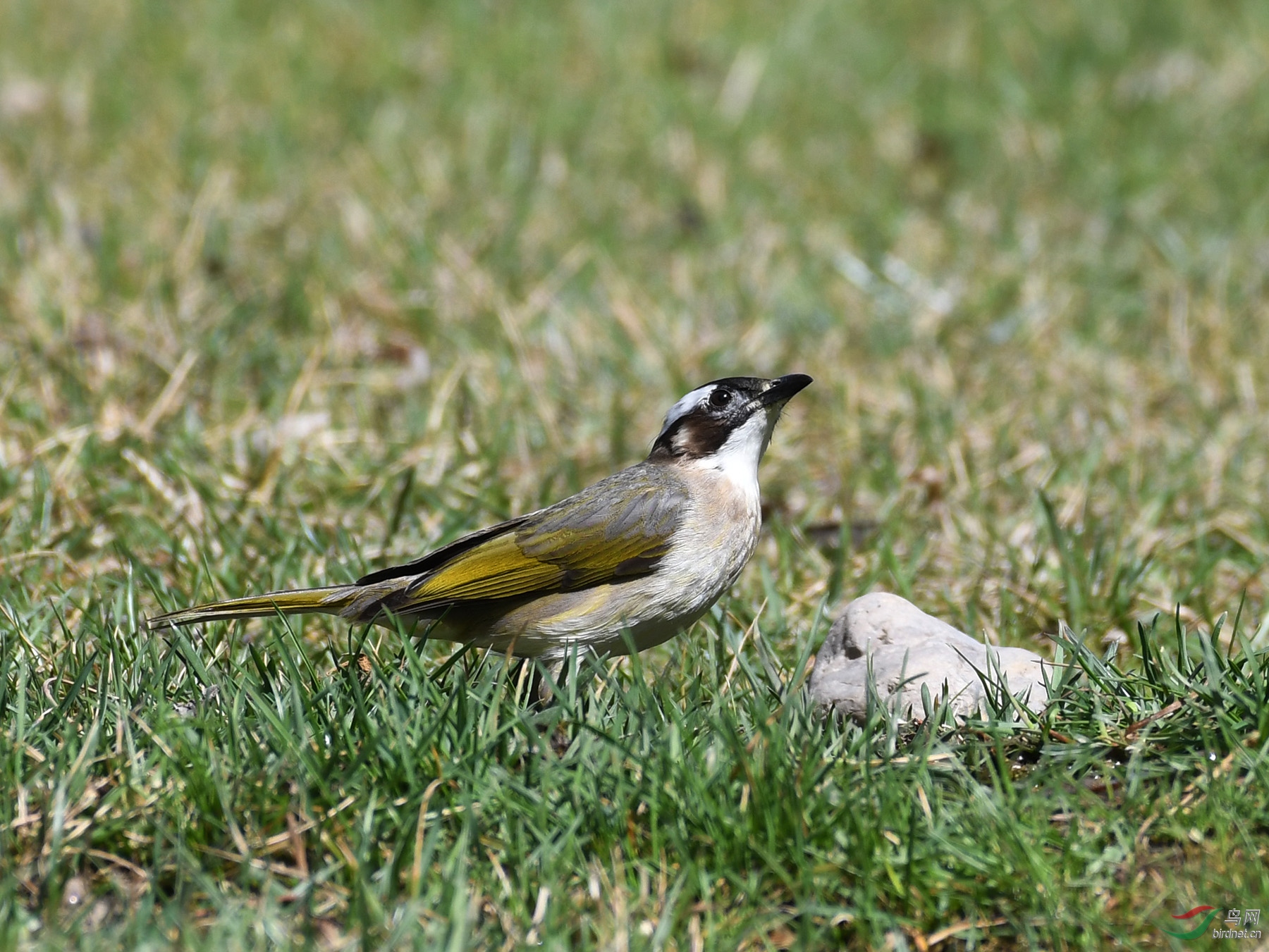 ������Ӱ 1998����.jpg