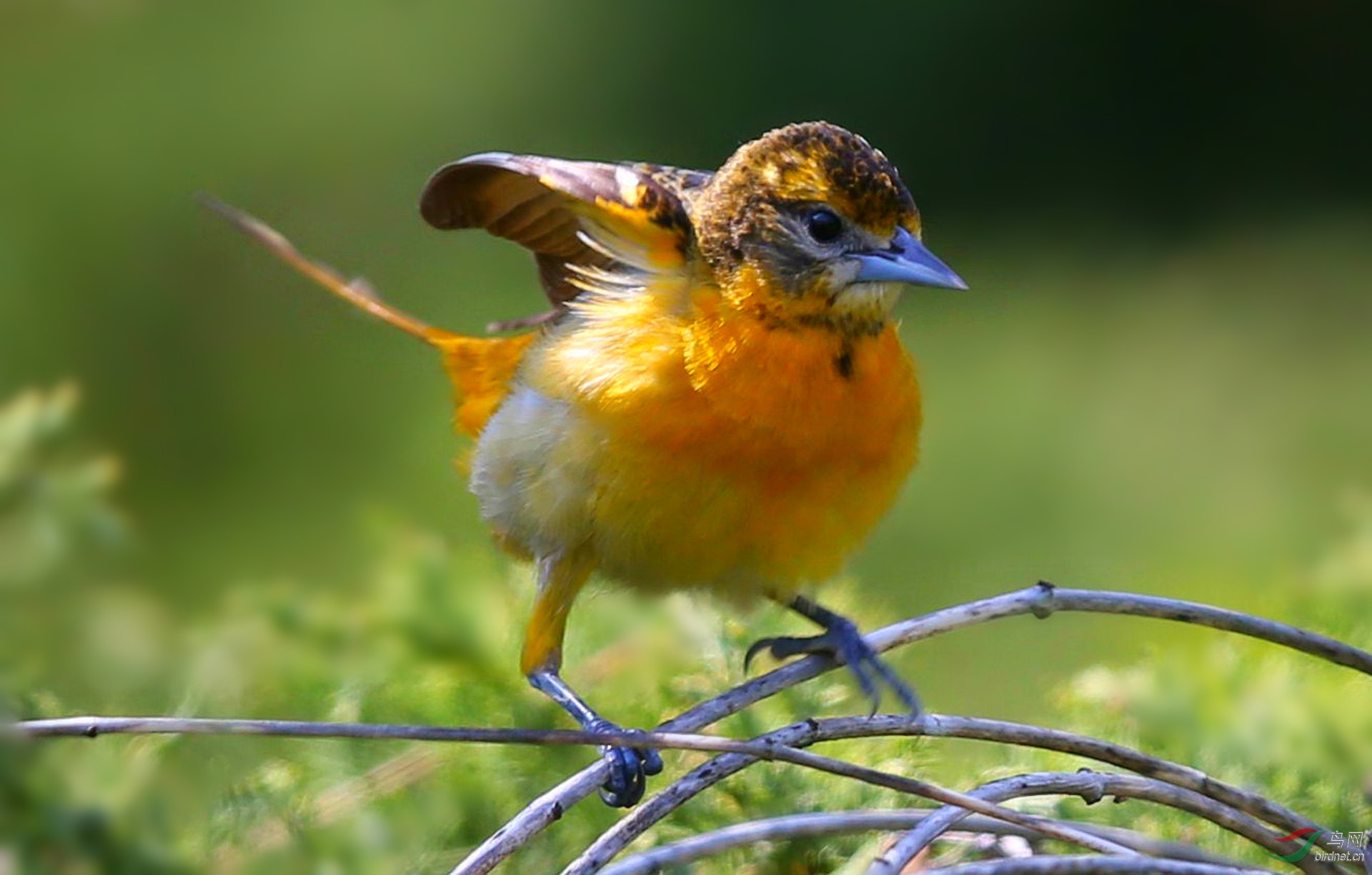 橙腹拟鹂是 拟鹂科鸟类.