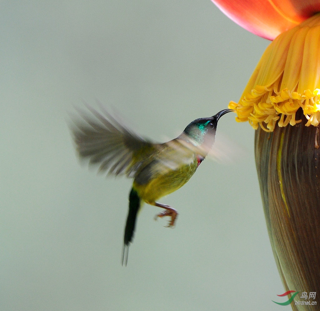 ��β̫����DSC_0241  24.jpg