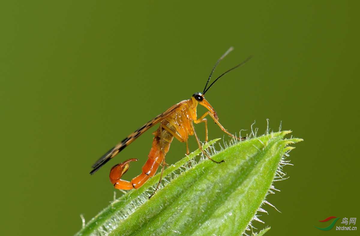 蝎蛉贺获首页精华