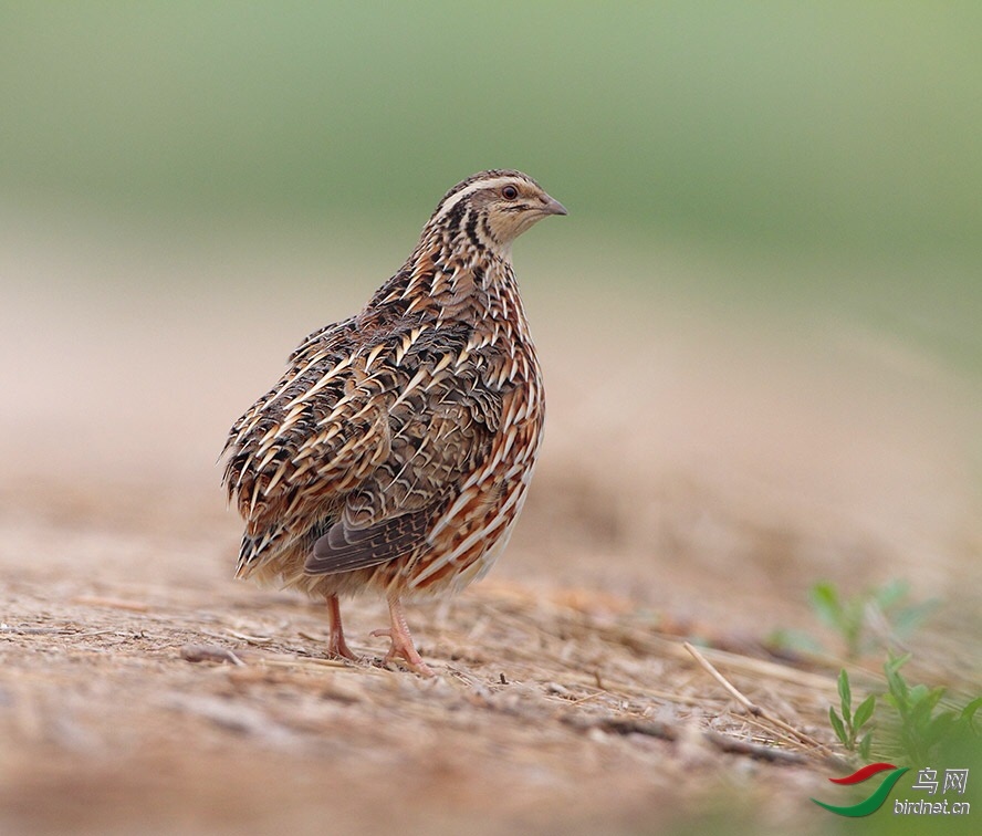 鹌鹑(日本鹌鹑)