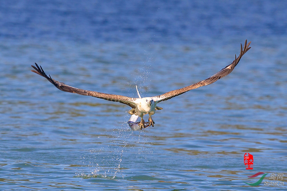 《大获全胜 凯旋而归》 —— 白腹海雕