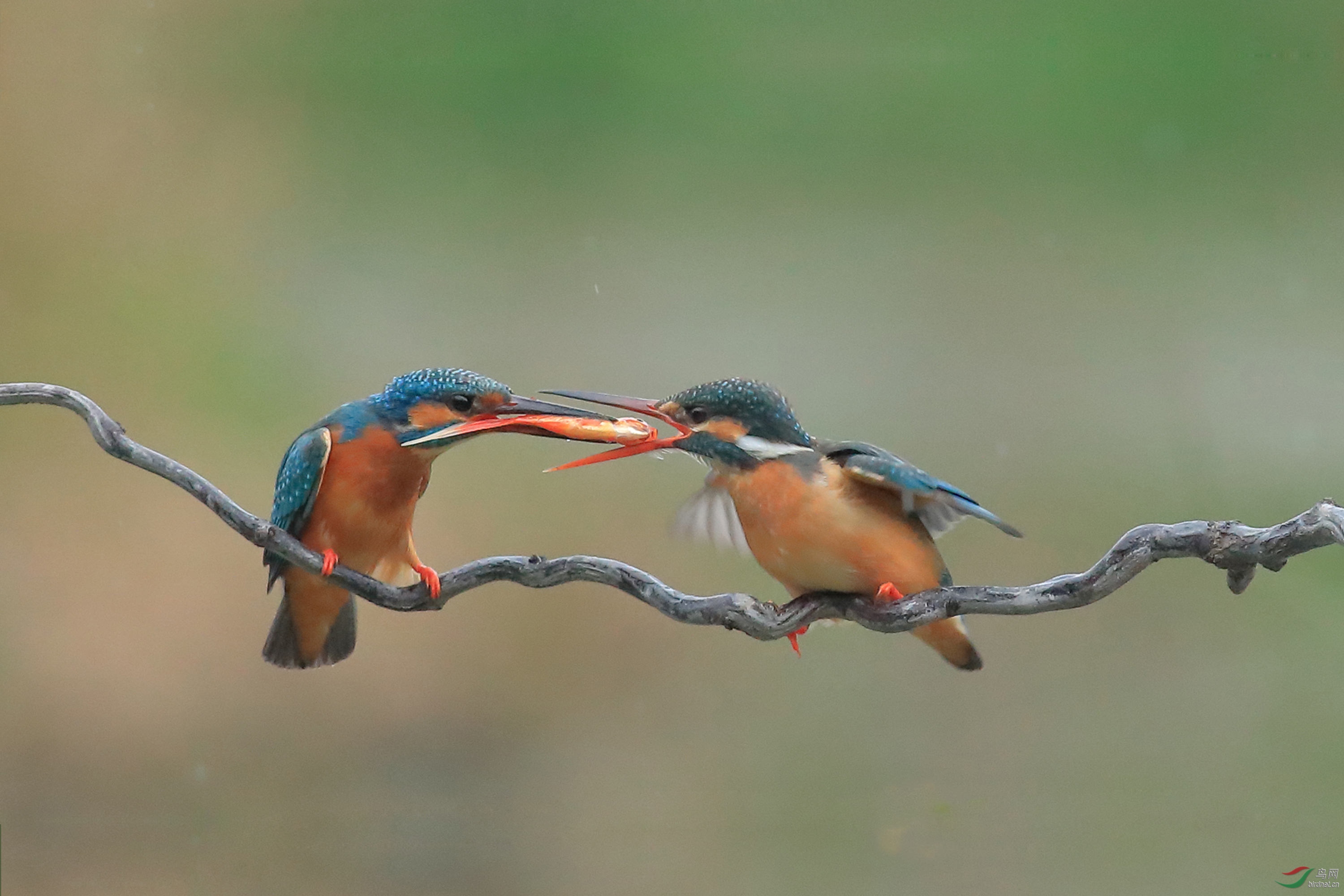 ������ζ