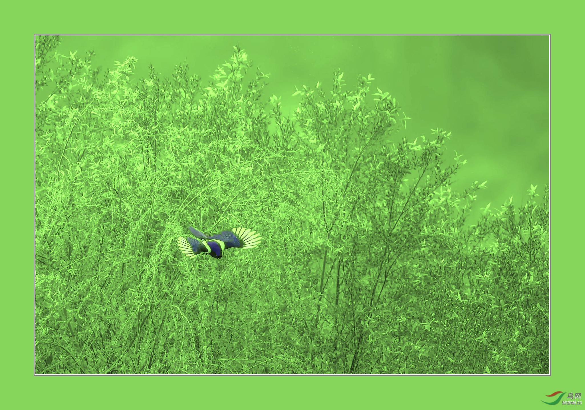 ϲ���콵��ϲȵ��