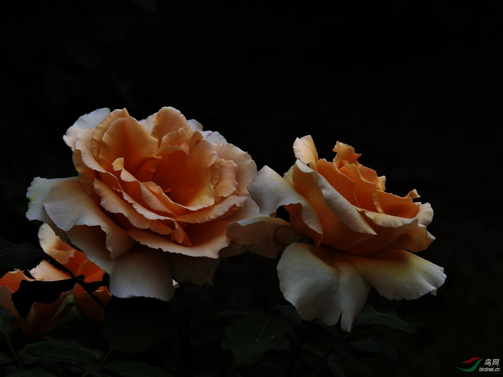 DSCN4676.JPG