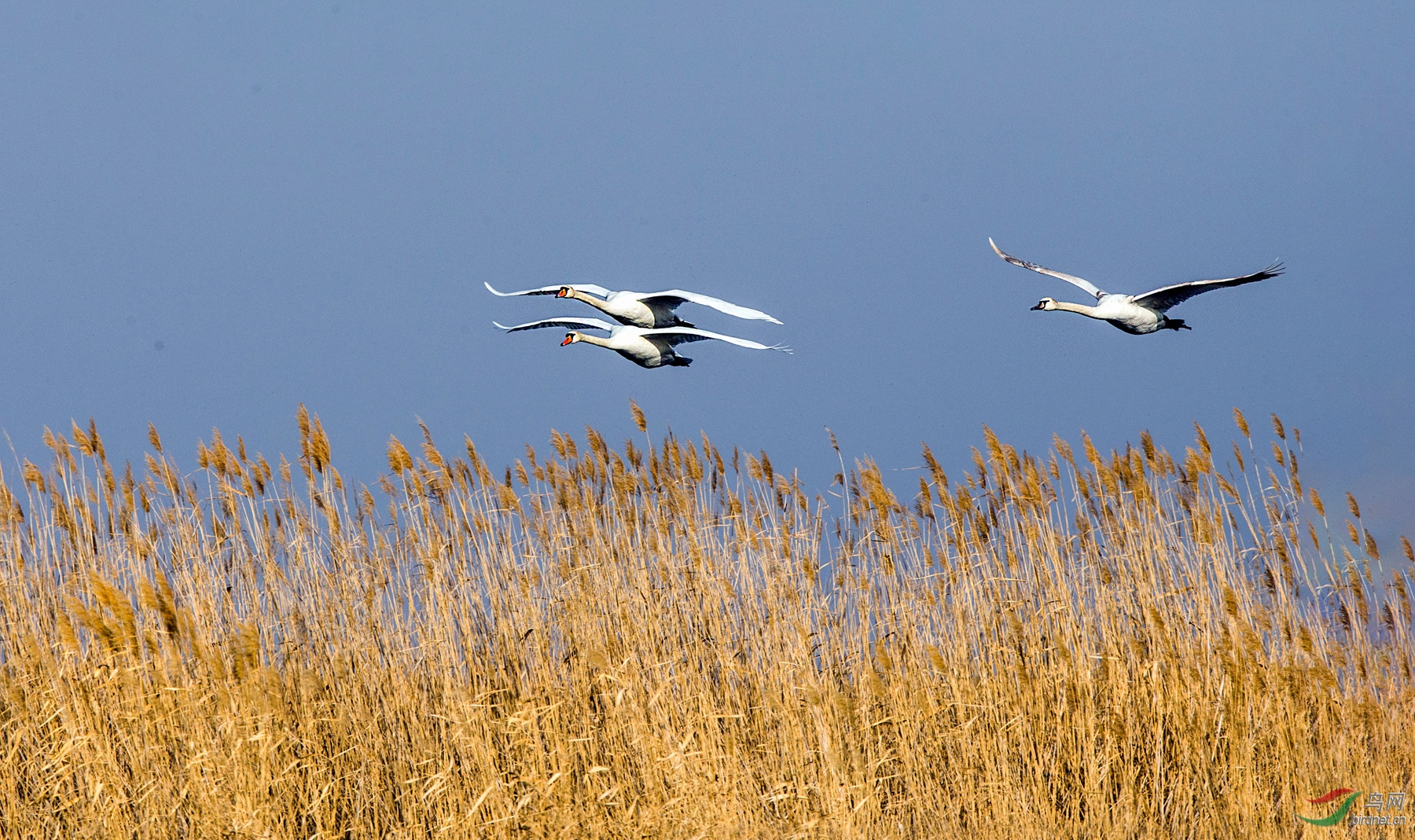 BW4Q4407 - ���� - ����.jpg