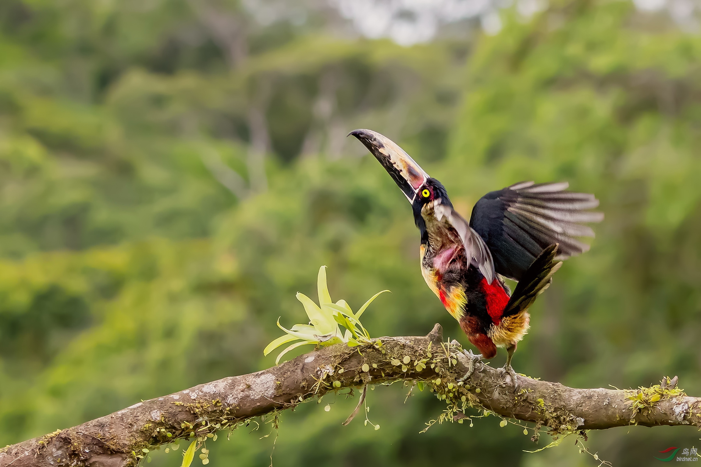 国外我要飞领簇舌巨嘴鸟祝贺荣获首页精华