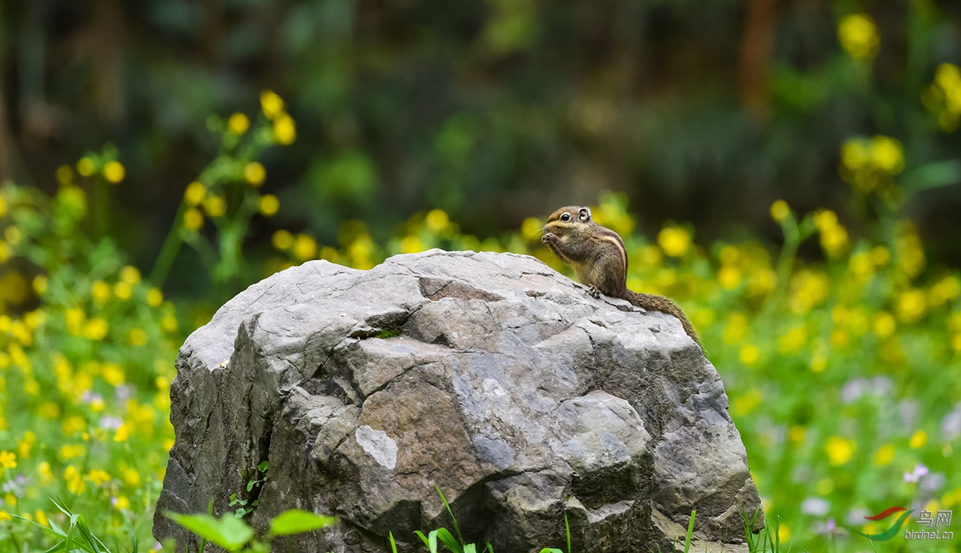 DSC_4483.jpg