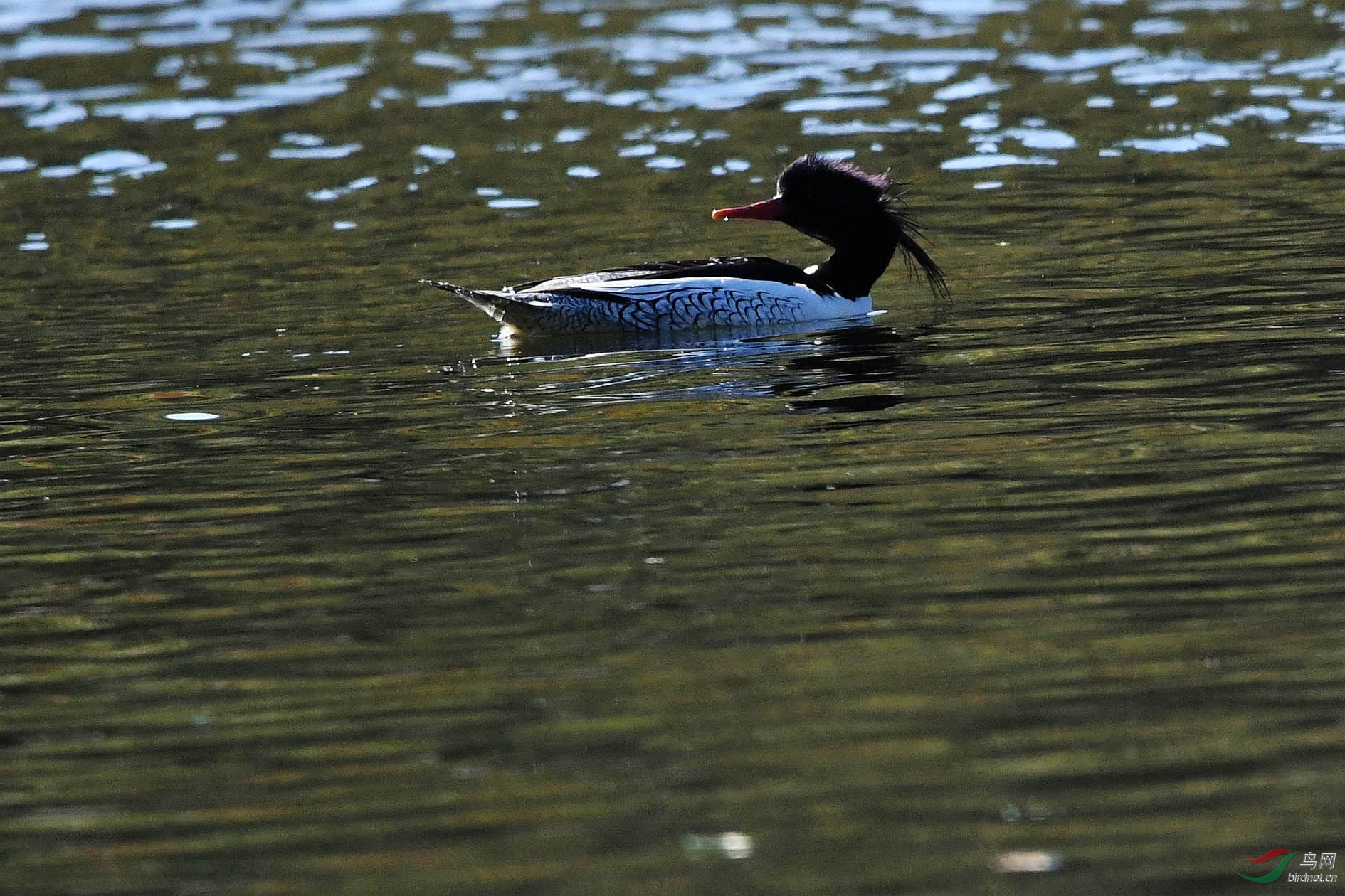 DSC_0587_����.jpg
