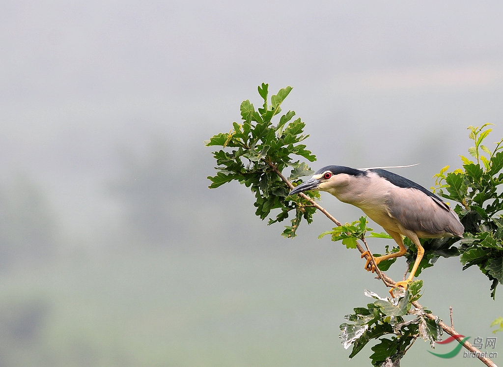 DSC_0034    1.jpg