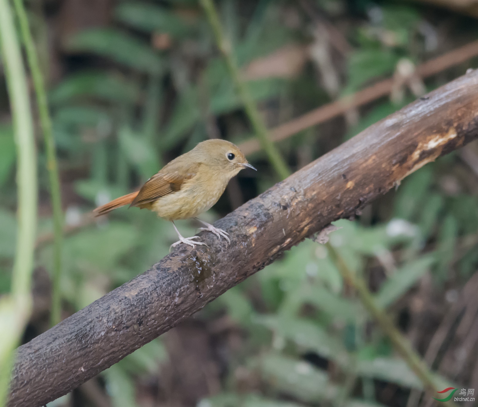 DSC_5910-1.jpg