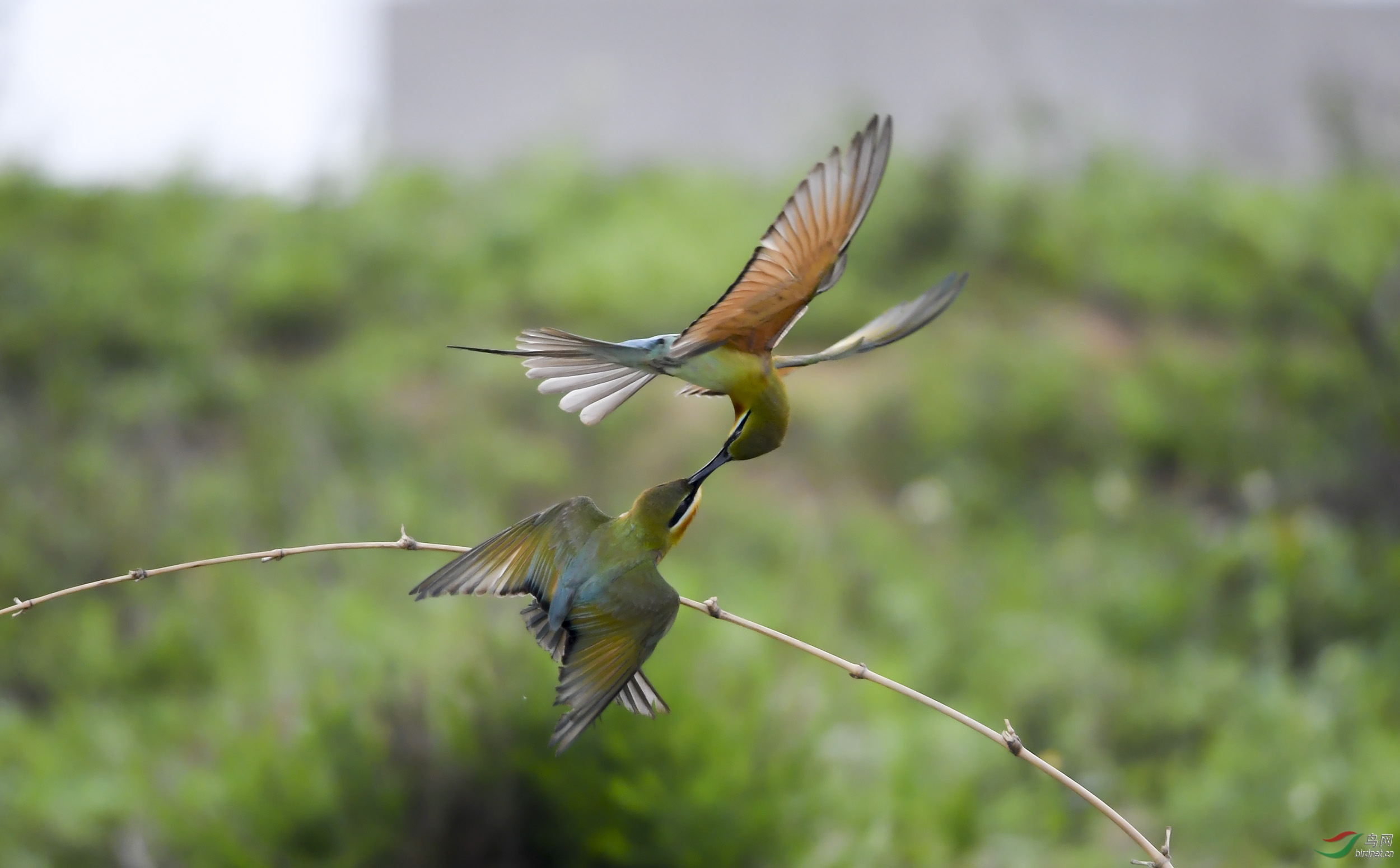 飞吻荣获本版佳作