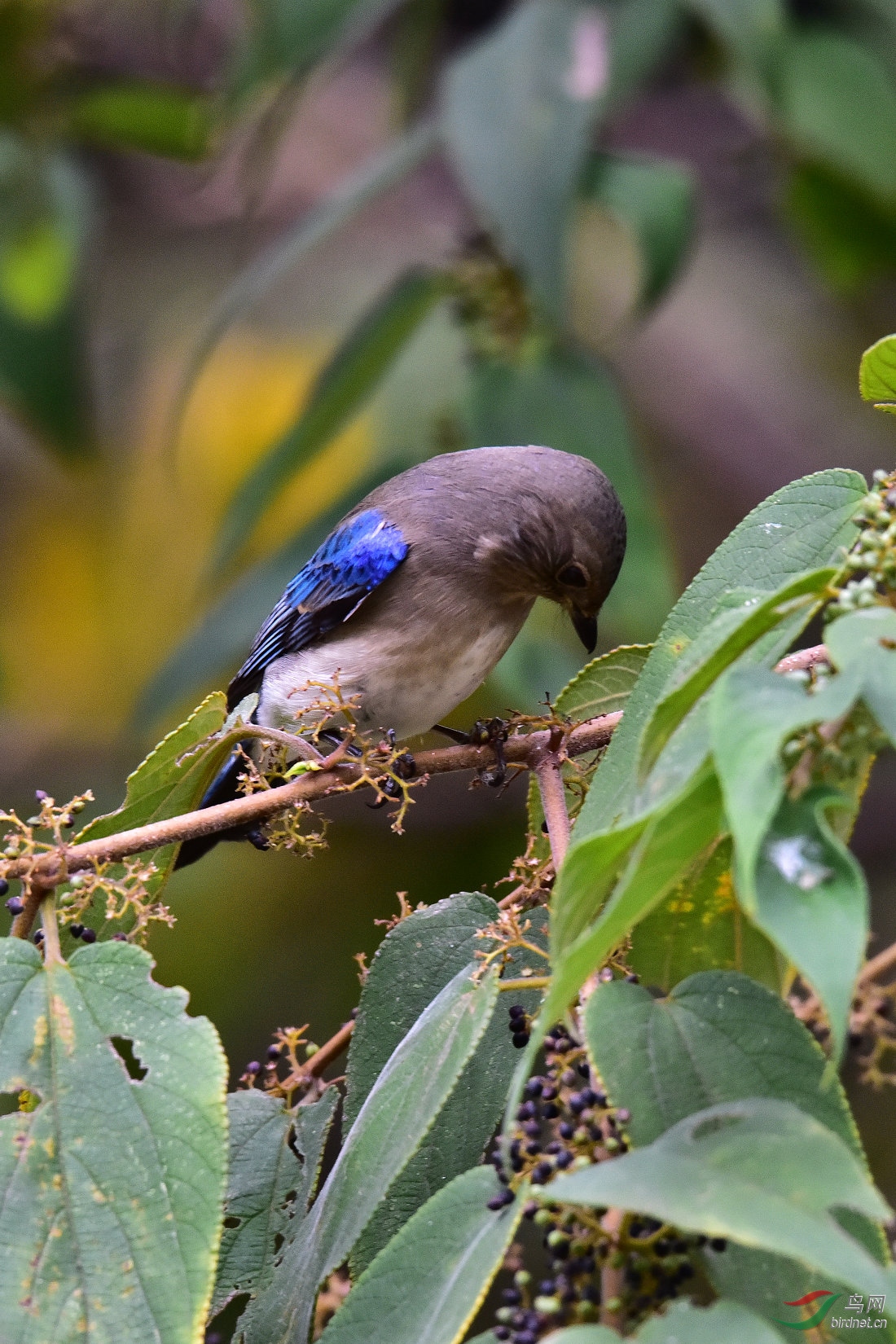DSC_0353.JPG